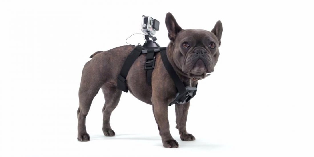 GoPro Fetch Wearables for Pets